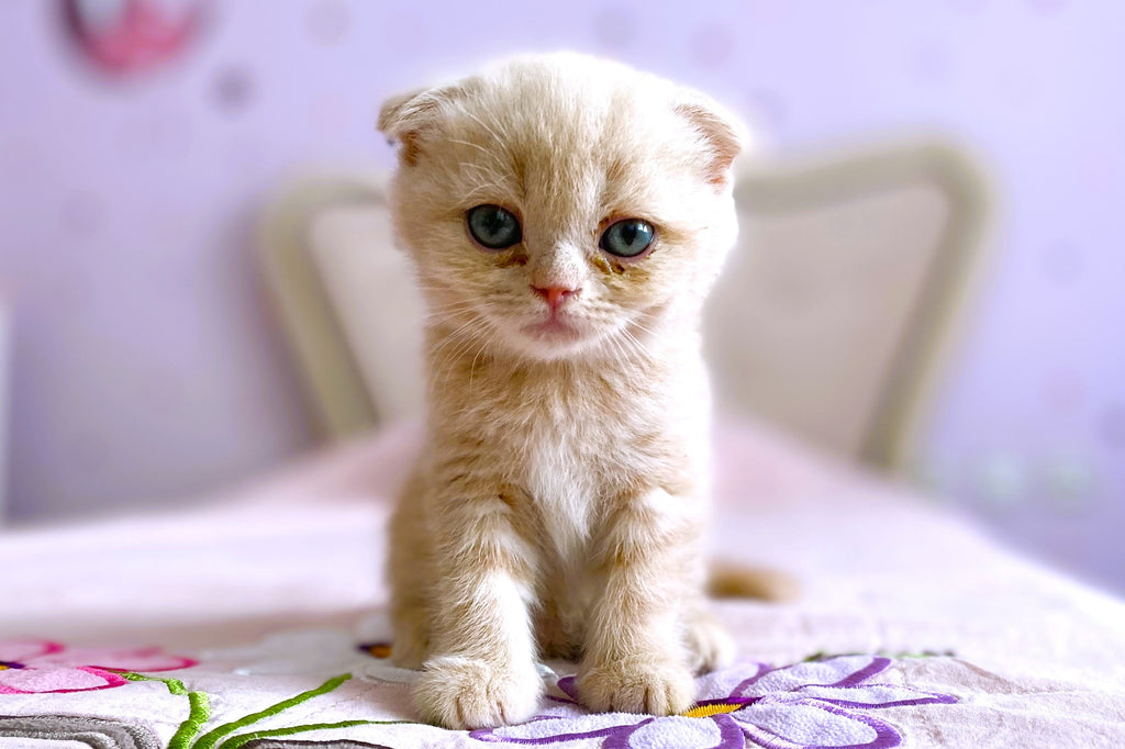 How To Prepare Your Home For Your New Cat?