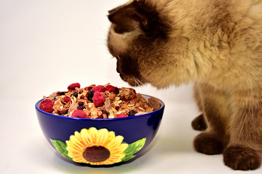 Choosing The Right Type Of Food For Your Cat