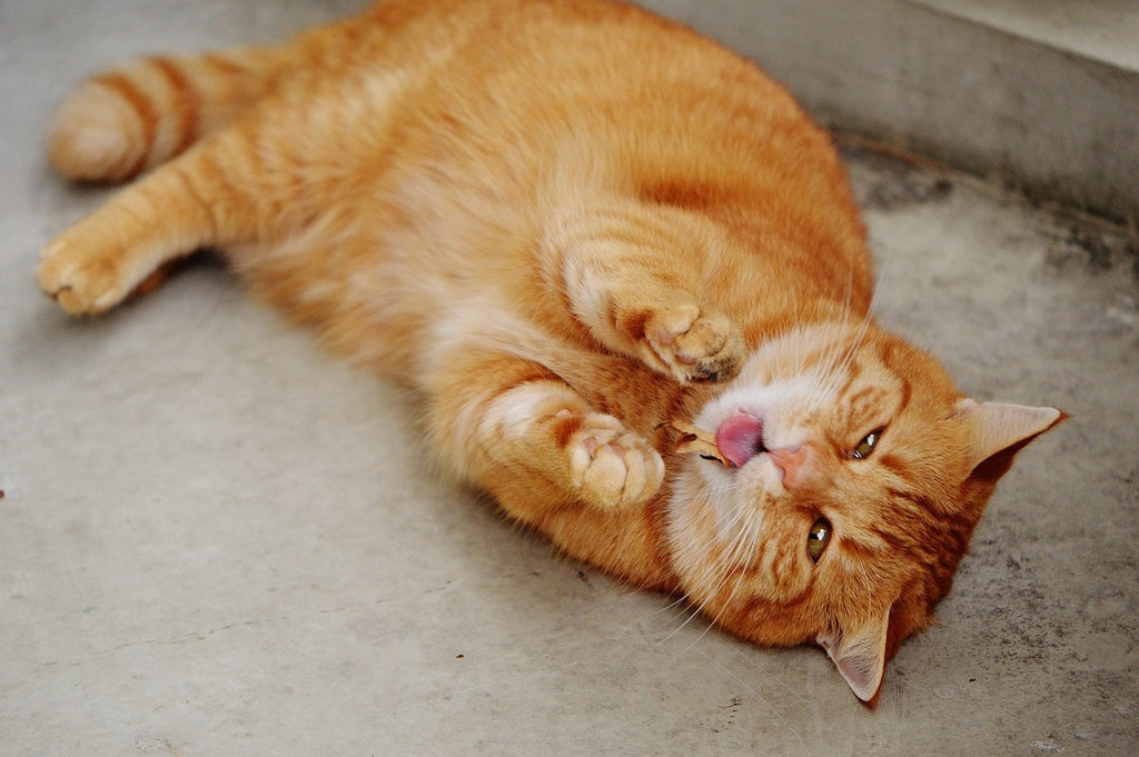 Liquid Gold: The Fascinating World of a Cat's Pee