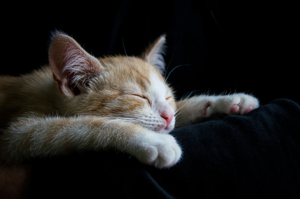 In the Lap of Dreams: The Enchanting World of Cat Naps
