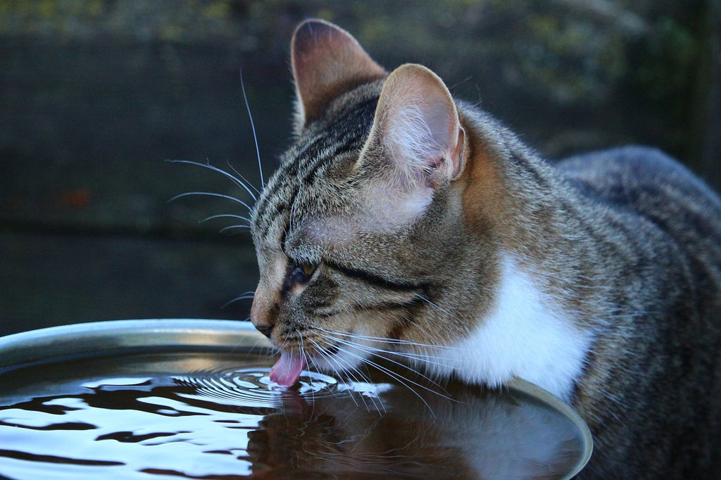 Whiskerlicious Wonders: My Journey with Cat Appetite
