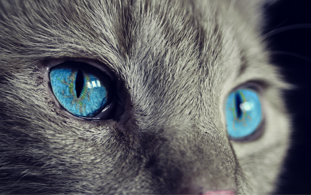 Beyond the Whiskers: Exploring the Enigma of Cat Tears