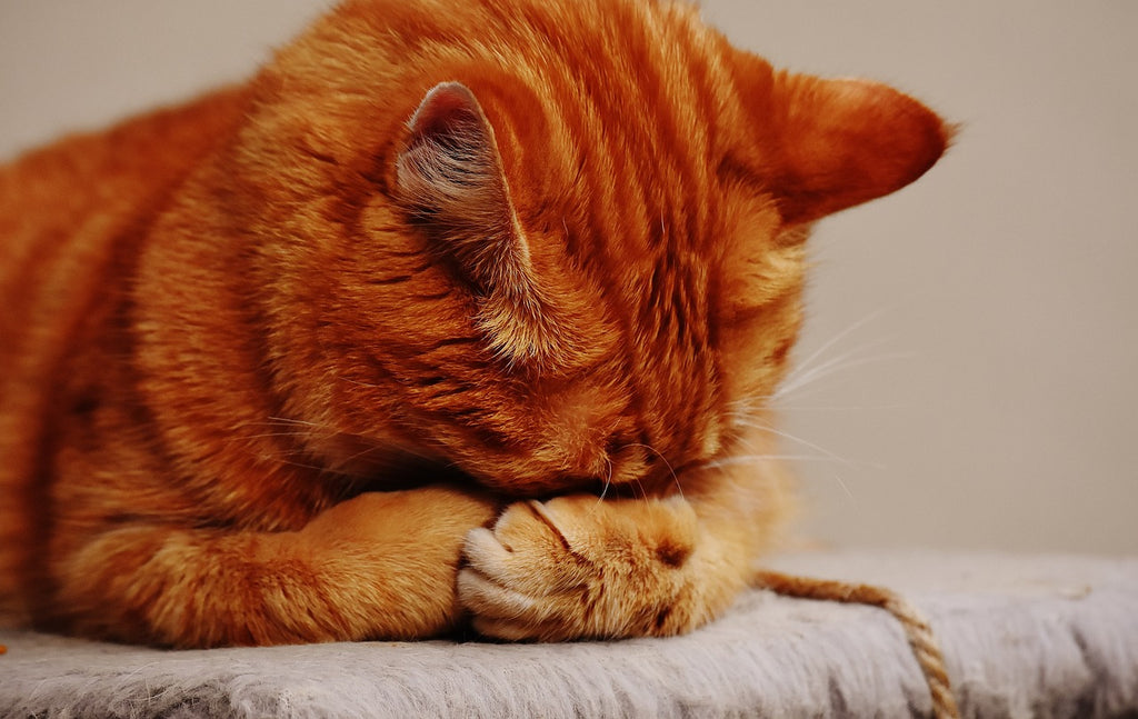 Cat Naps and Dreamy Whiskers: The Fascinating World of Cat Sleeping Habits