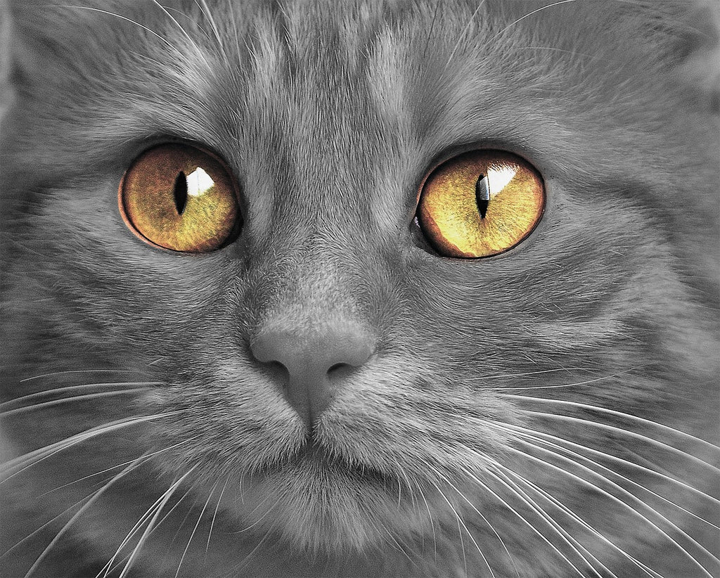 Through the Eyes of Emotion: Understanding Cat Tears and Their Significance