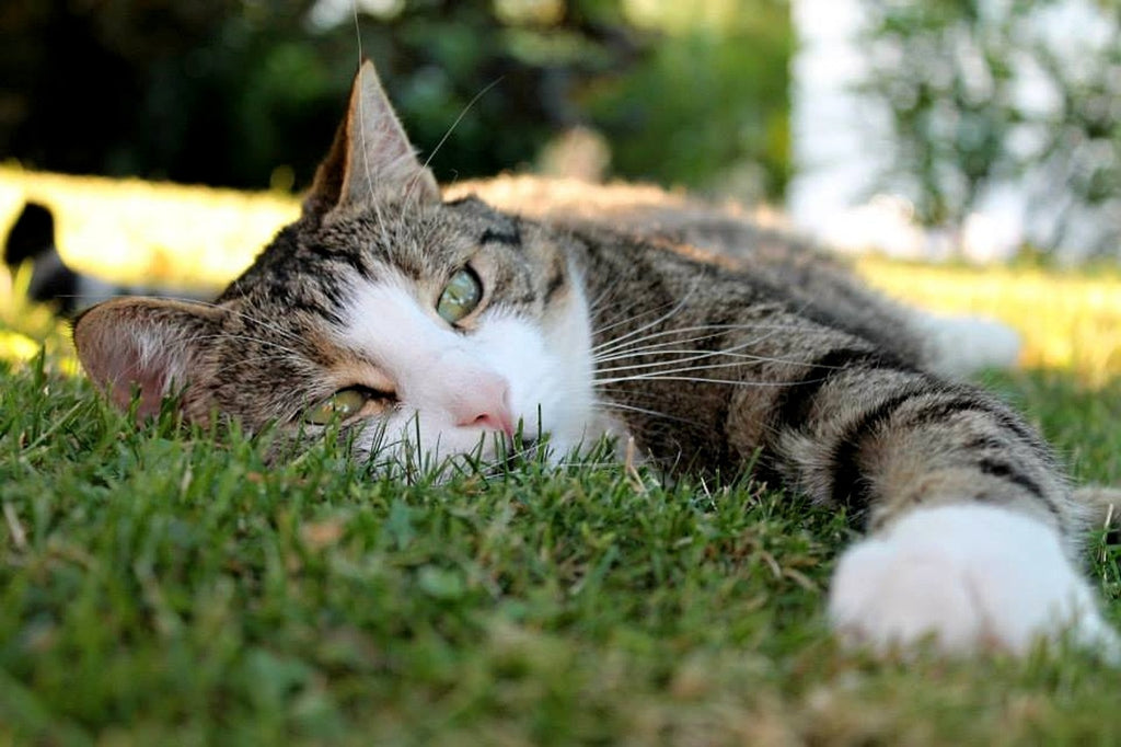 The Great Outdoors: Why Your Cat Wants to Go Outside