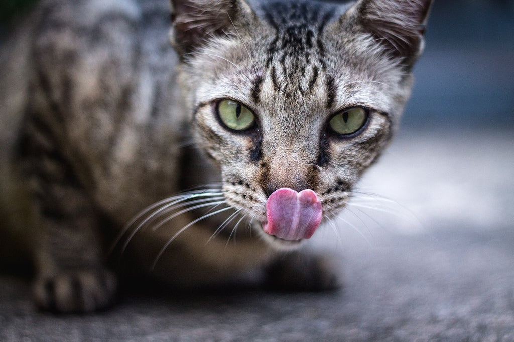 Purr-fectly Delightful: A Guide to Cat Foods and Feline Nutrition