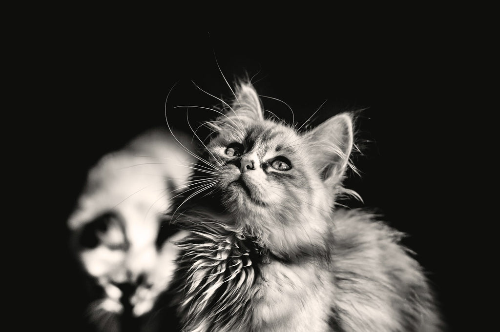 Why Does My Cat’s Hair Smell? Understanding Cat Odors and How to Manage Them