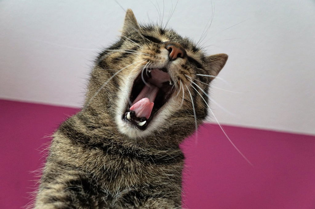 The Art of Cat Yawning: A Whiskered Ballet of Contagious Comfort
