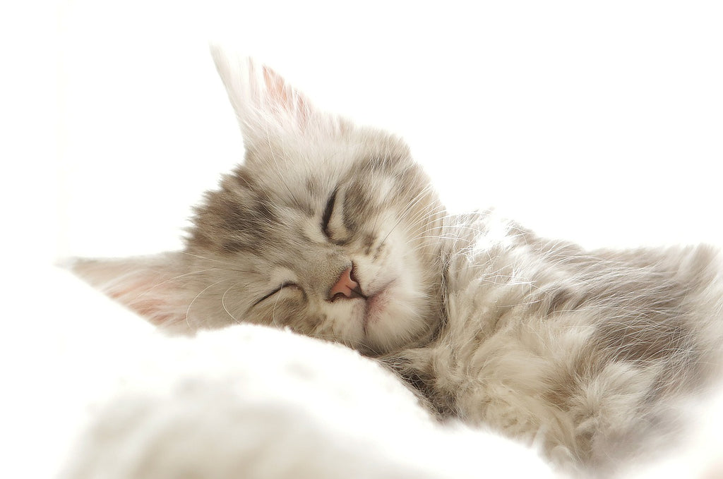 Dreamy Comforts: A Cat Parent's Guide to Creating the Purrfect Cat Bedding Haven