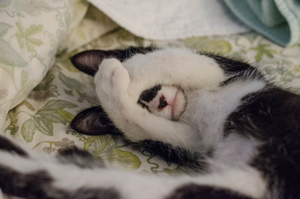 Cat Naps and Cozy Comfort: Choosing the Purr-fect Bedding for Your Feline Friend