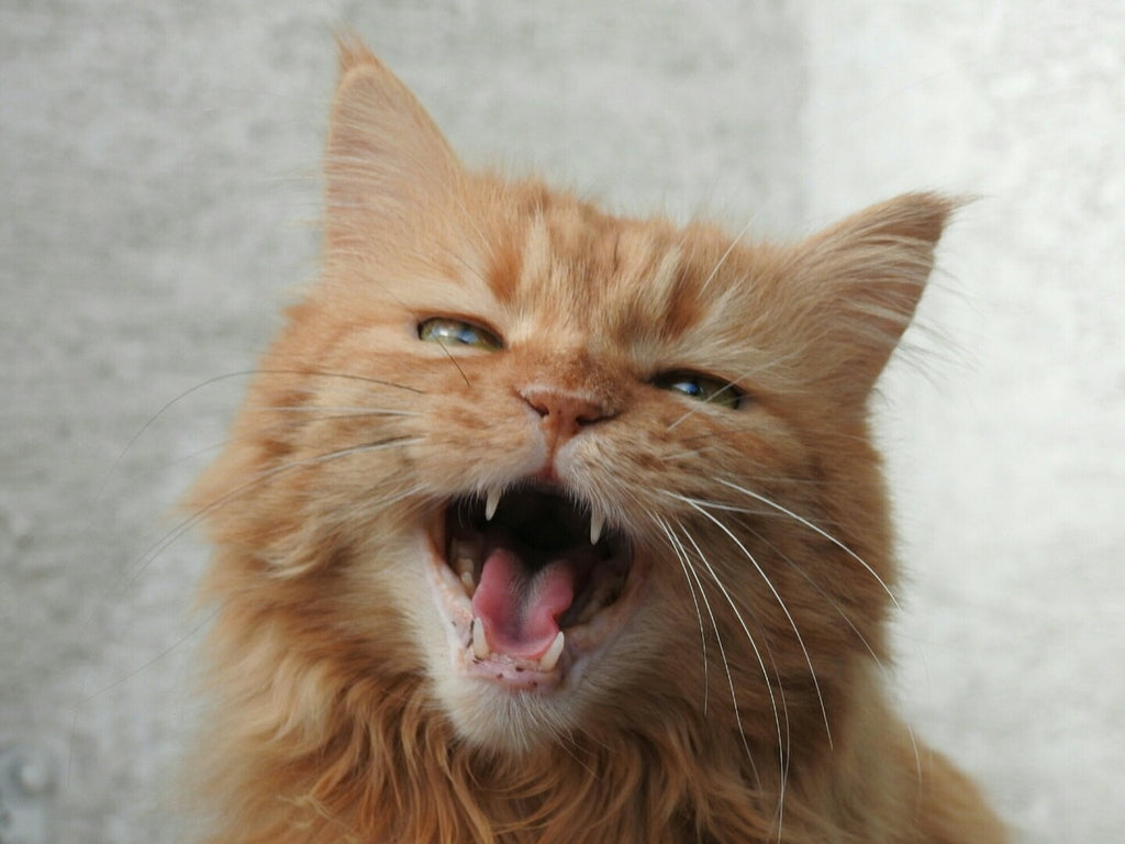 Tales of Cat-titude: Navigating My Cat's Temper