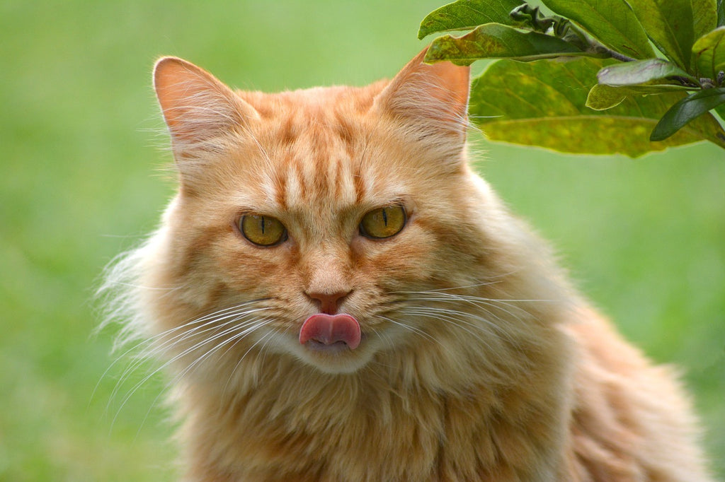 Paws and Treats: Exploring the World of Cat Snacks