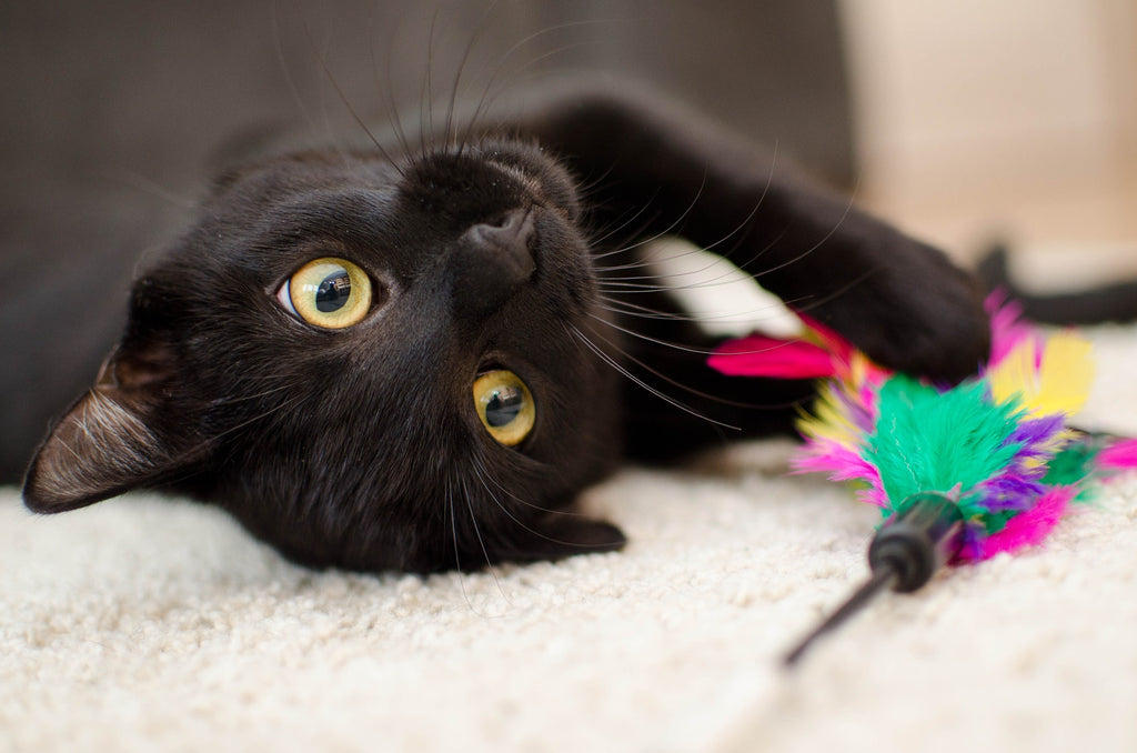 Purrfect Playtime: How to Choose the Right Cat Toy
