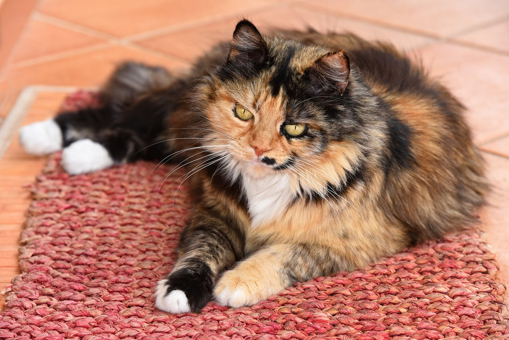 Fur Today, Gone Tomorrow: Understanding Cat Hair Loss and How to Address It