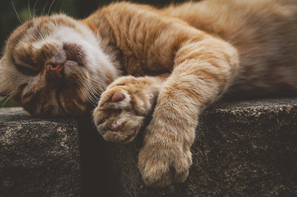Purr-symphony: The Fascinating World of Cat Snoring