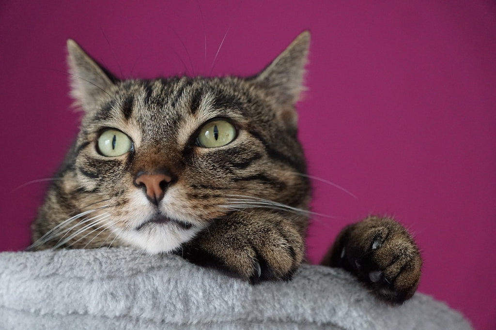 Paws and Claws: Navigating the Fascinating World of Cat Nails