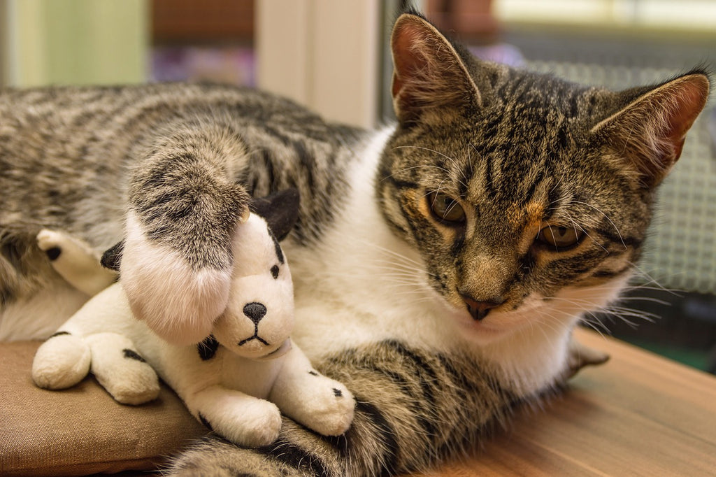 Purr-fect Playtime: Unleashing the Fun with Cat's Toys