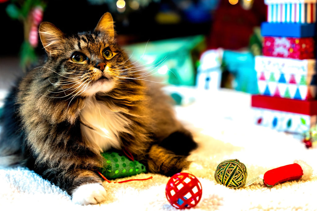 The Cat's Meow: A Guide to the Best Toys for Your Feline Friend