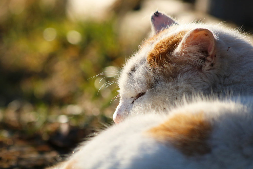 Common Health Issues In Cats and How To Prevent Them