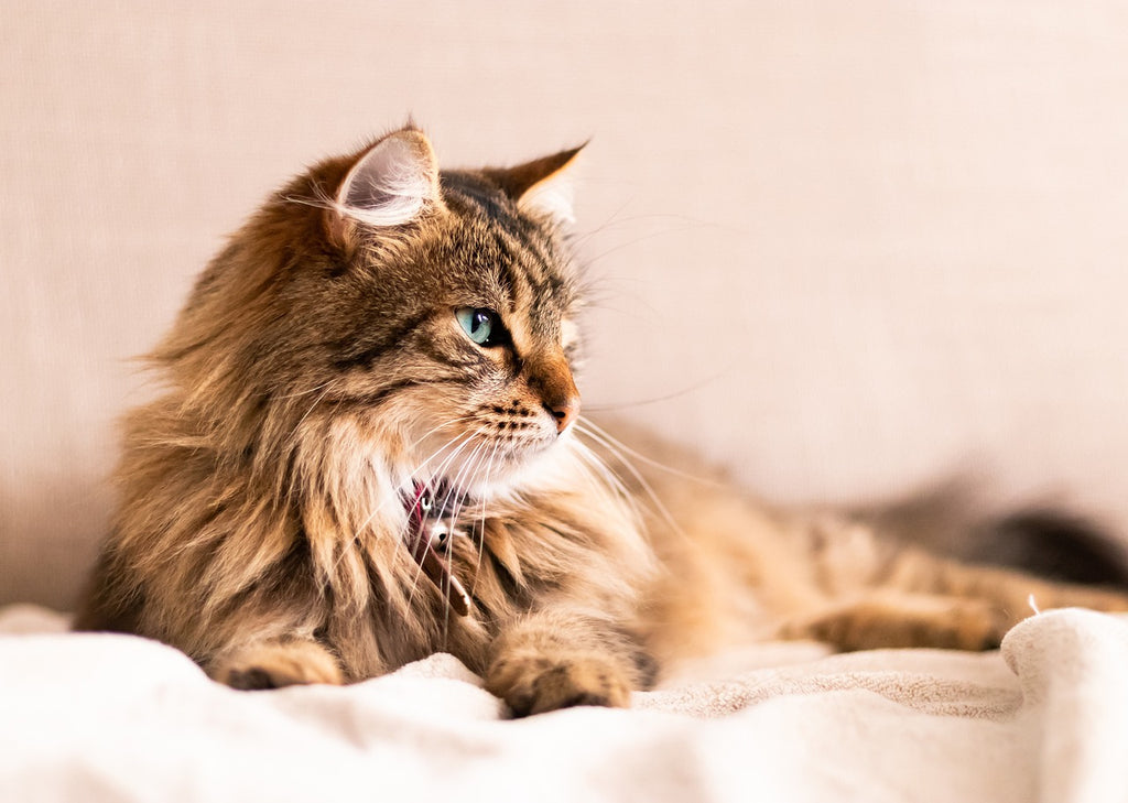 Feline Fluff: A Comprehensive Guide to Understanding and Managing Cat Hairballs