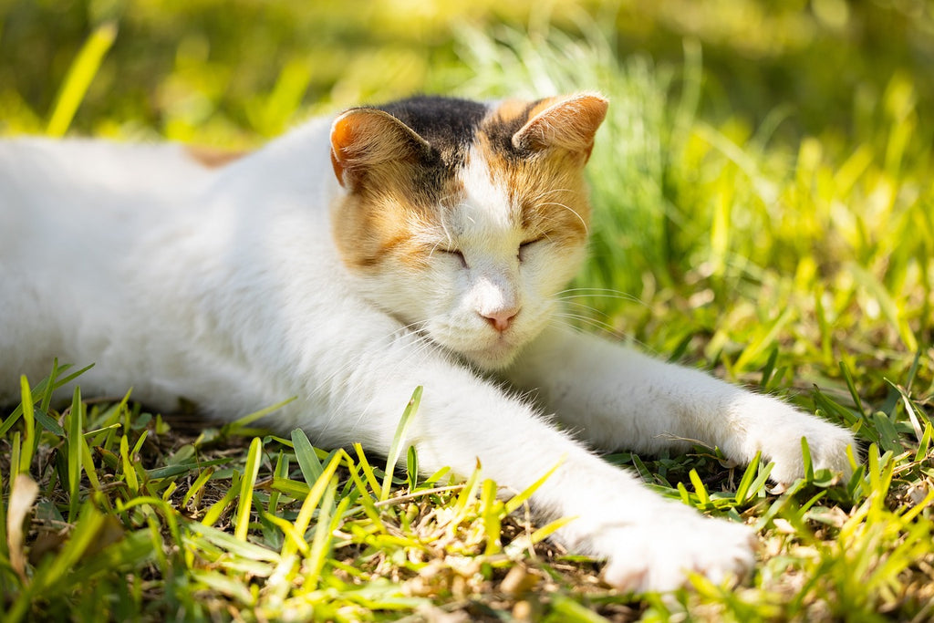 The Green Obsession: Why Cats Love Eating Grass