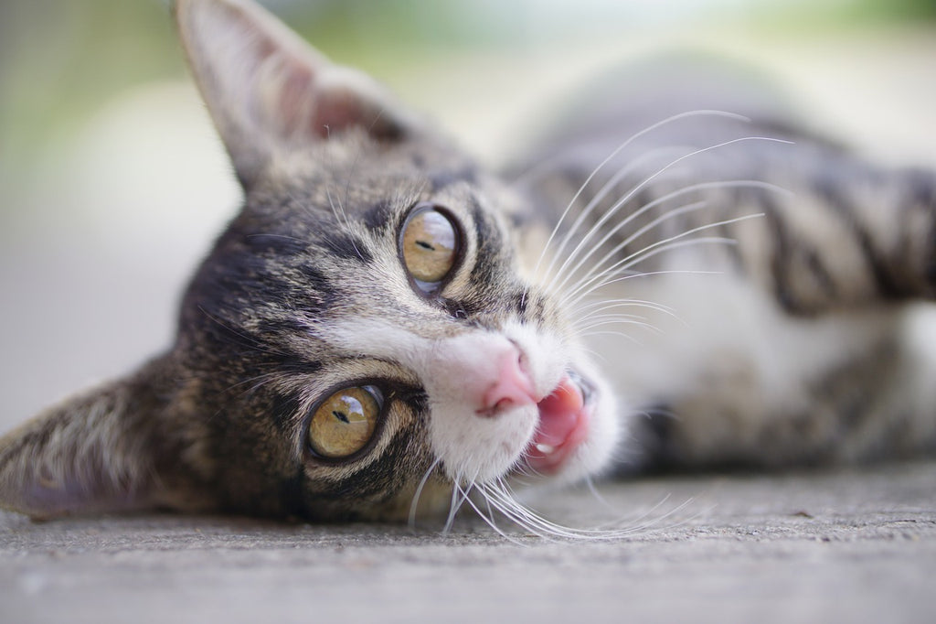 Beneath the Whiskers: Decoding the Enigma of a Female Cat's Burping
