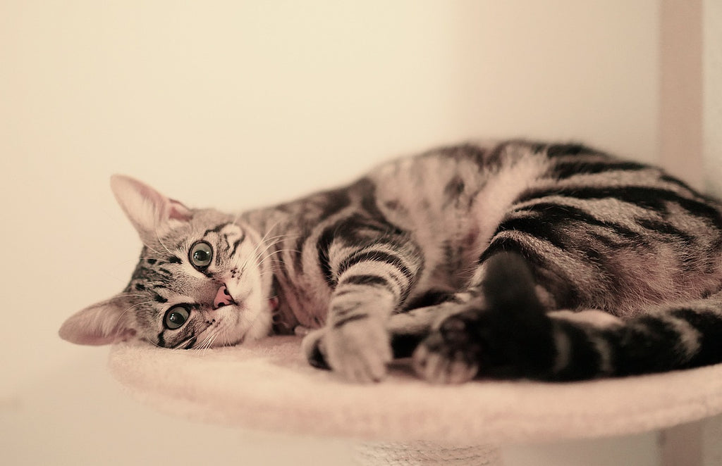 When Red Flags Appear: Understanding Cat Pooping with Blood