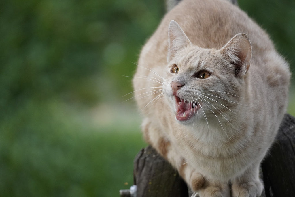 Decoding Feline Fury: Why Cats Make Angry Sounds