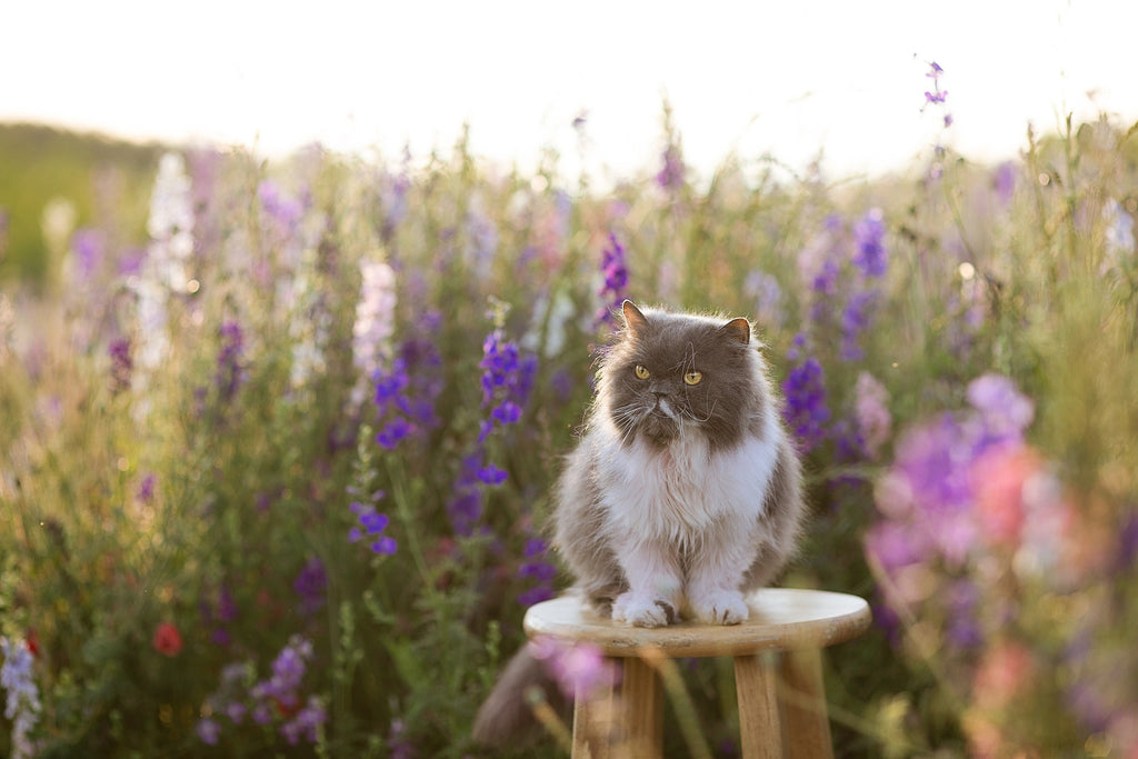 How To Create A Cat-Friendly Garden and Make Your Outdoor Space Safe For Your Feline Friend