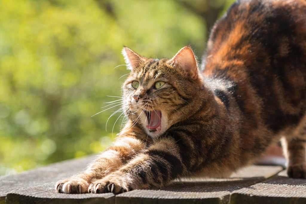 Feline Facts: Unraveling the Mystery of Cat's Pooping Habit