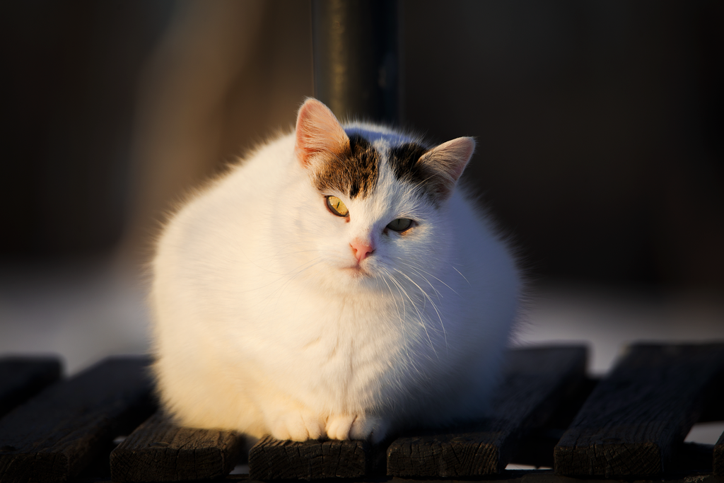 Meow-nificent Meals: A Personal Exploration of My Cat's Diet