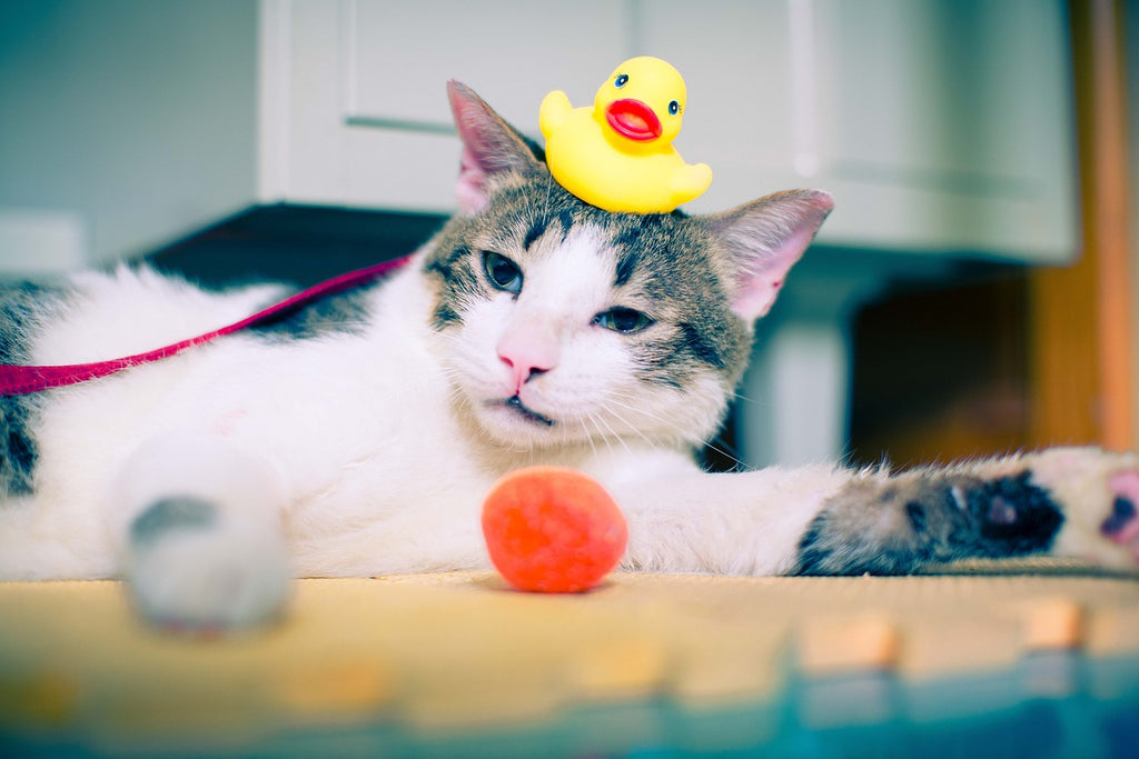Navigating the Kitty Spa Day: A Guide to Stress-Free Cat Baths