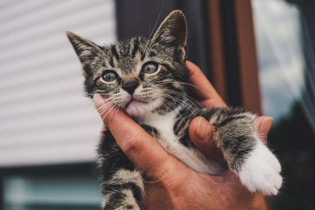 Why Is Vaccination Important For Cats?