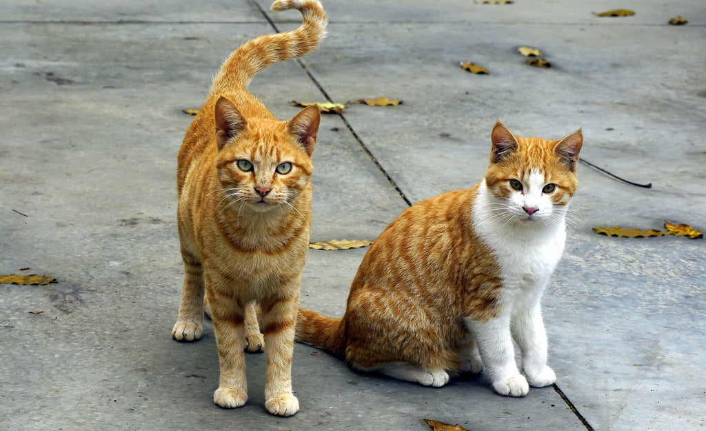 The Facts About Cat Mating: Understanding Behavior and Preventing Unwanted Litters