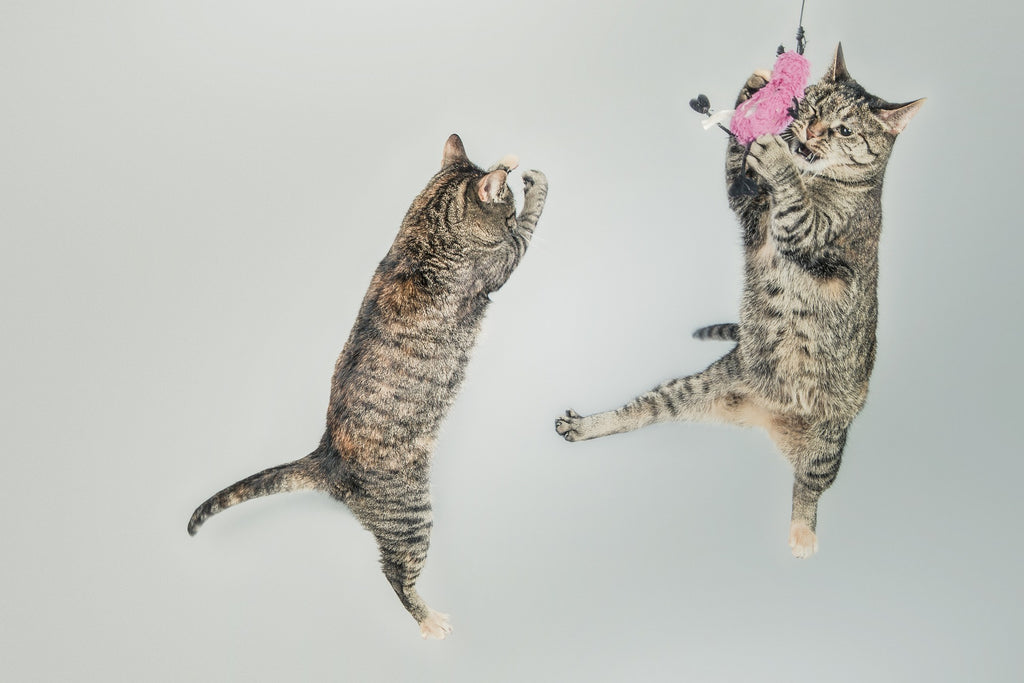 Keeping Your Cat Entertained: Exploring the World of Cat Toys