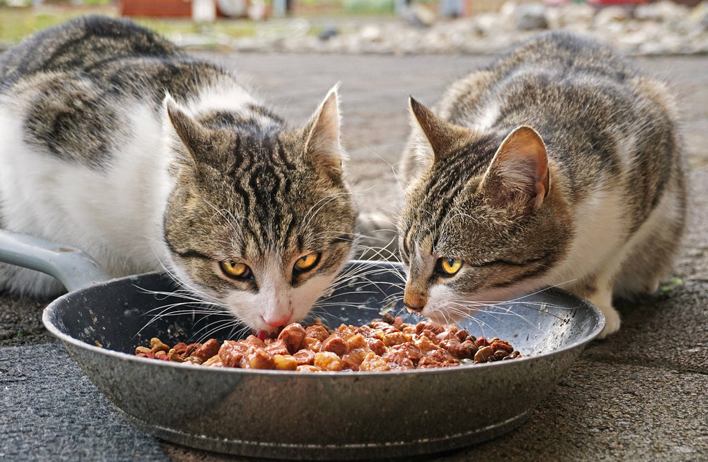 Cat Food For Sensitive Stomach