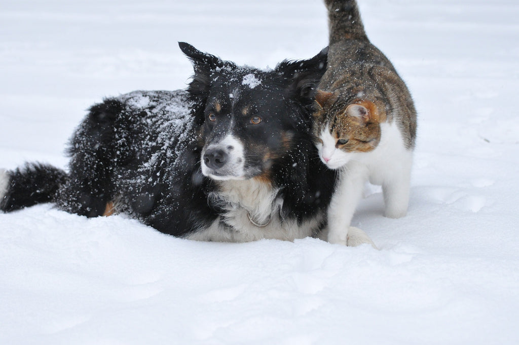 Purrfect Harmony: Tips for Keeping Cats and Dogs Together