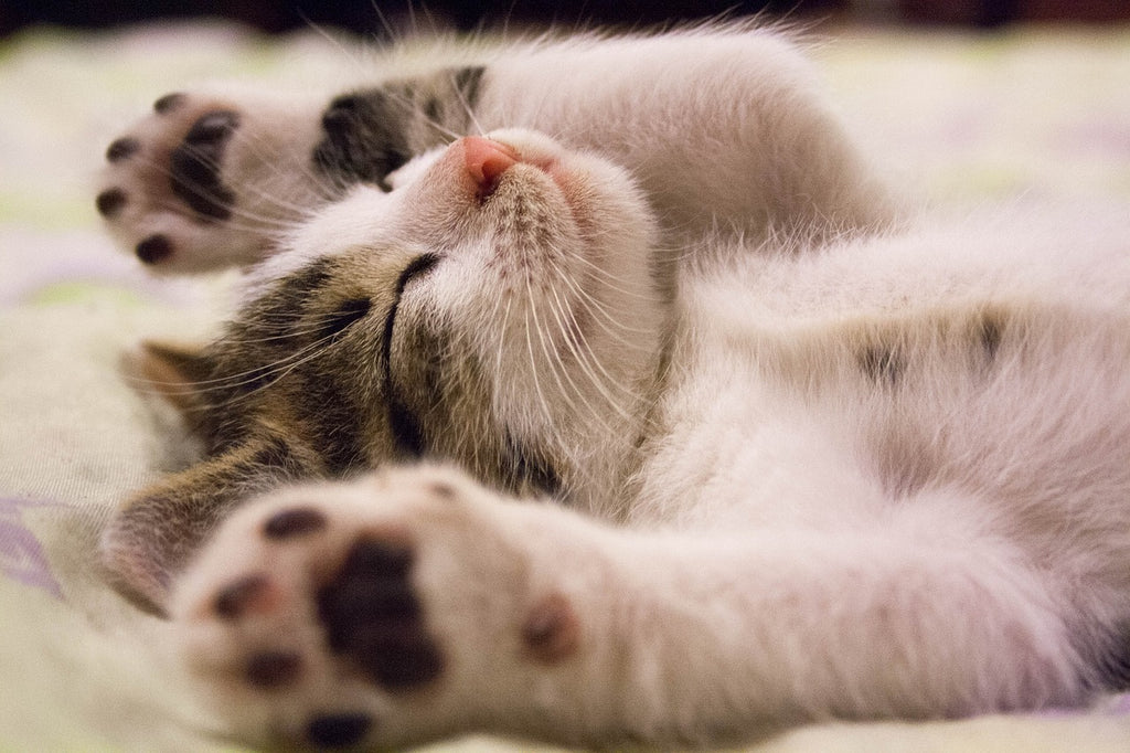 Claws and Effect: Understanding Cat Scratching Behavior for a Happy Home