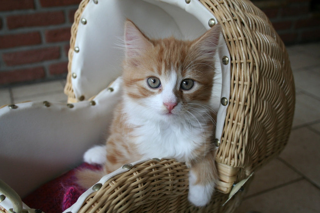 Paws in Transit: Navigating the Whiskered Adventure of Moving with Cats