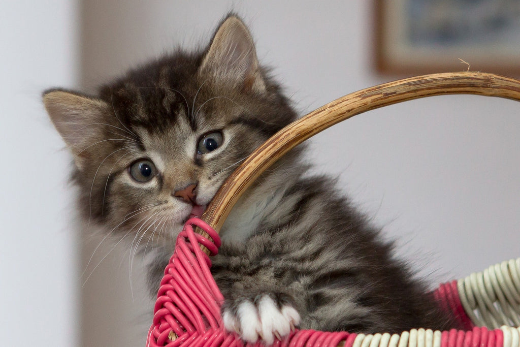 The Purrfect Smile: A Guide to Your Cat's Dental Health