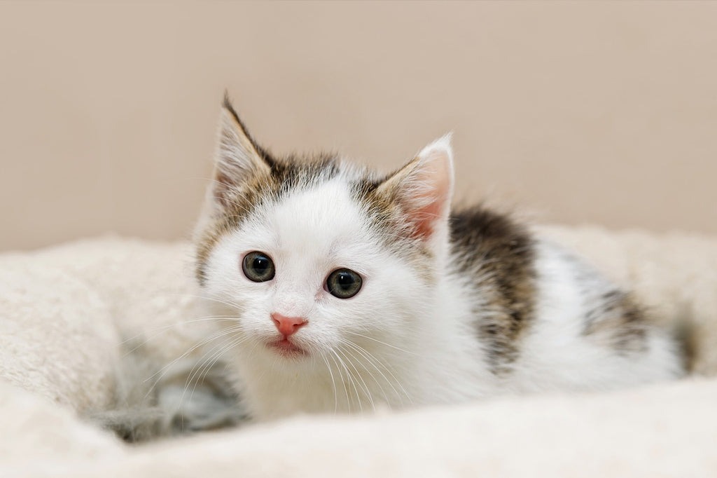 Adventures in Cat Bathing: Tales from the Tub