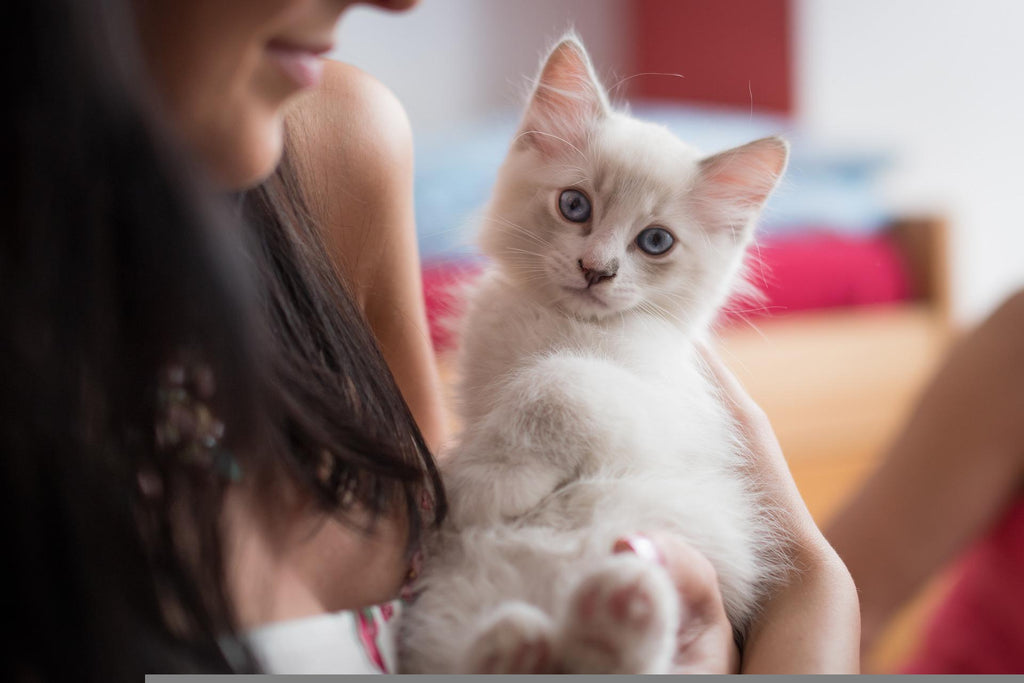 Why Cats Make Great Pets