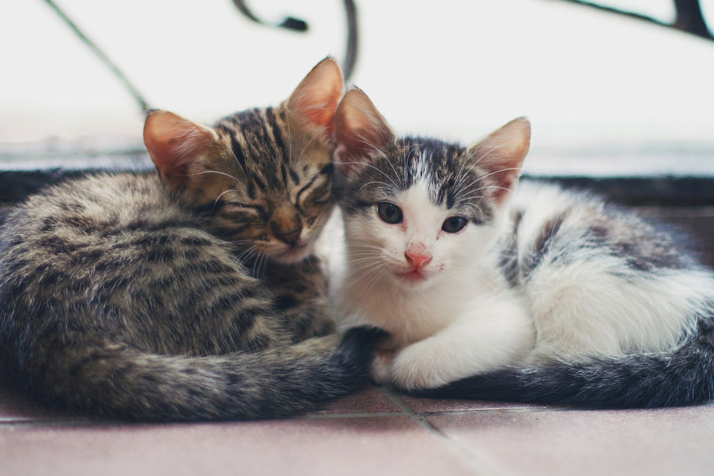 Which Cat Breeds Are Most Playful?