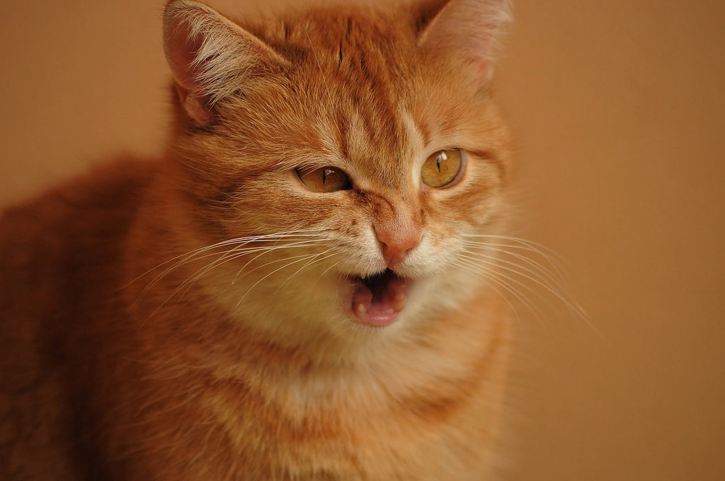 Clearing the Air: A Guide to Understanding Cat Coughing