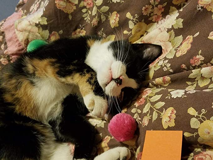 Fashion's Talk Cat Toys