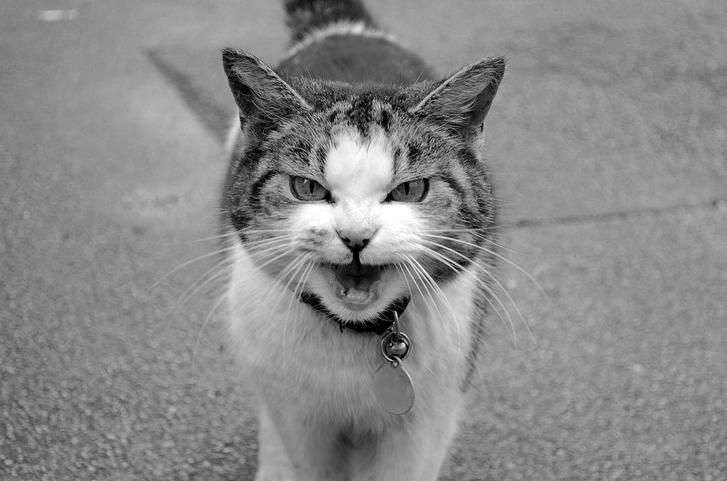 Feline Feelings: Understanding Your Cat's Cries and Meows
