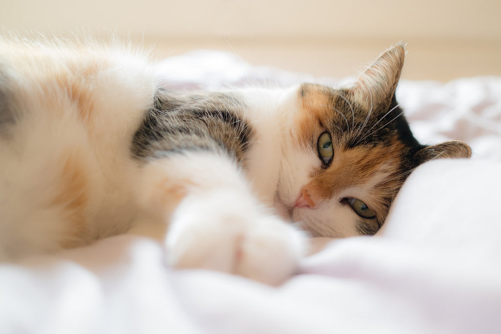 How To Introduce A New Cat To Your Household