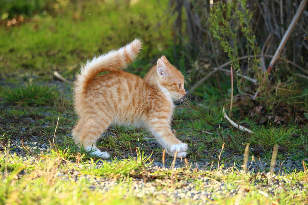 The Joys and Challenges Of Raising A Kitten