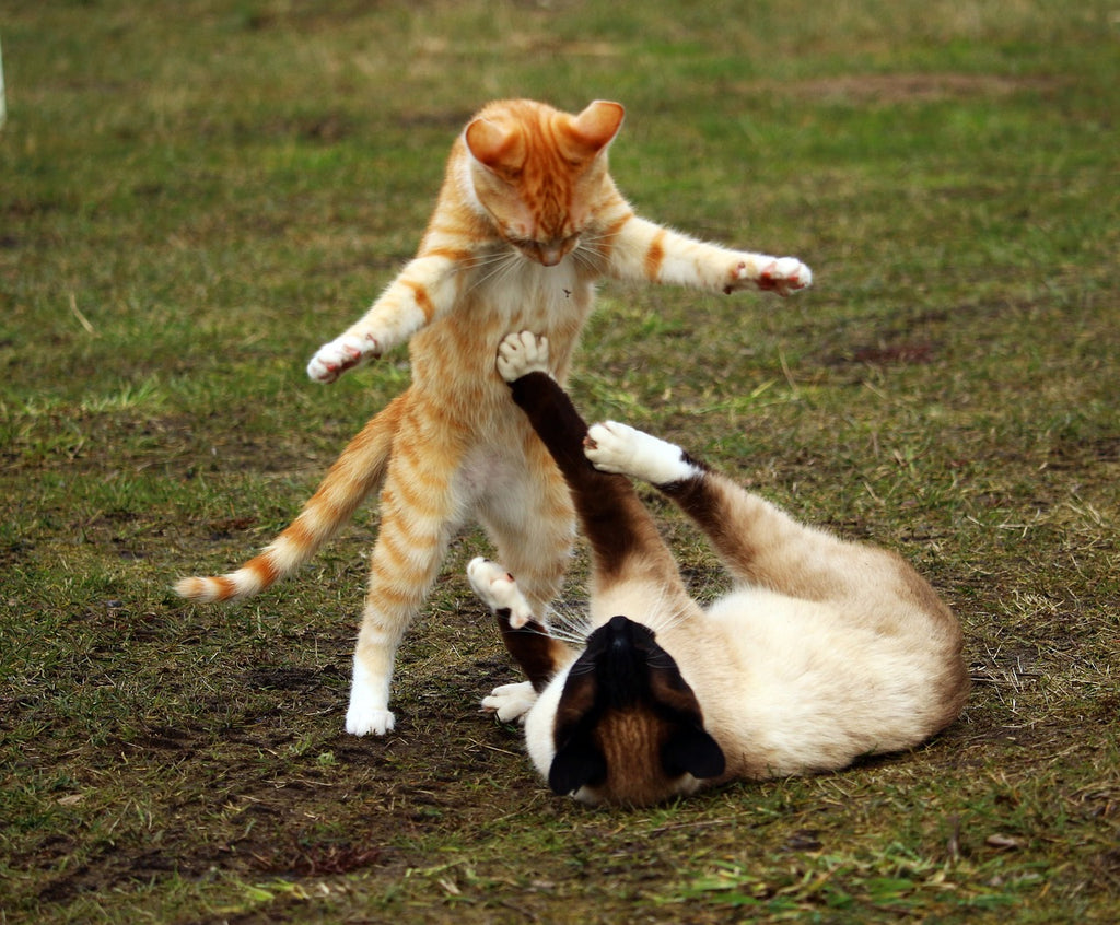 Decoding Feline Territory Behavior: The Intricacies of Cat Kingdoms and Harmonious Coexistence