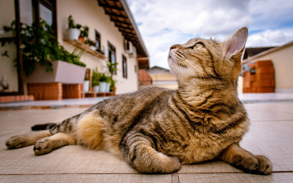 Whiskers on the Road: A Cat's Journey Through Travel and Tranquility